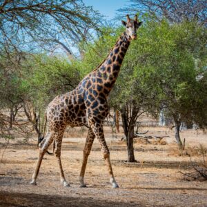 LE SENEGAL EN 8 JOURS<br>Un voyage au cœur de l’histoire et de la nature