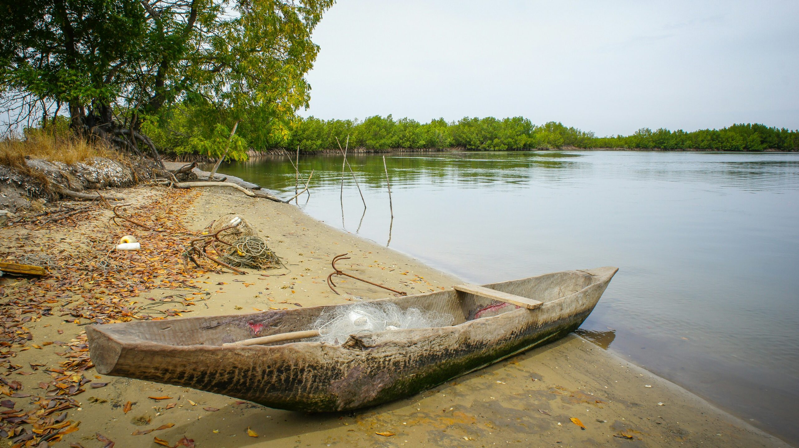Balade en pirogue dans les bolongs de Casamance — Palm Three Genève