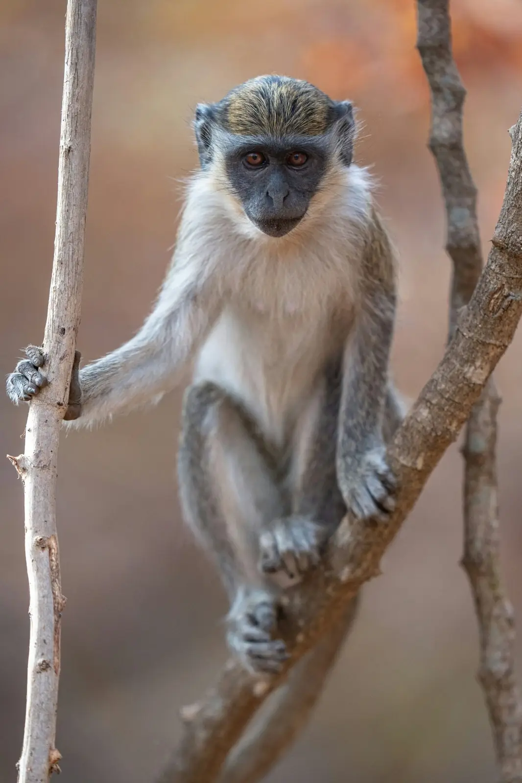 Animaux sauvages — Sénégal