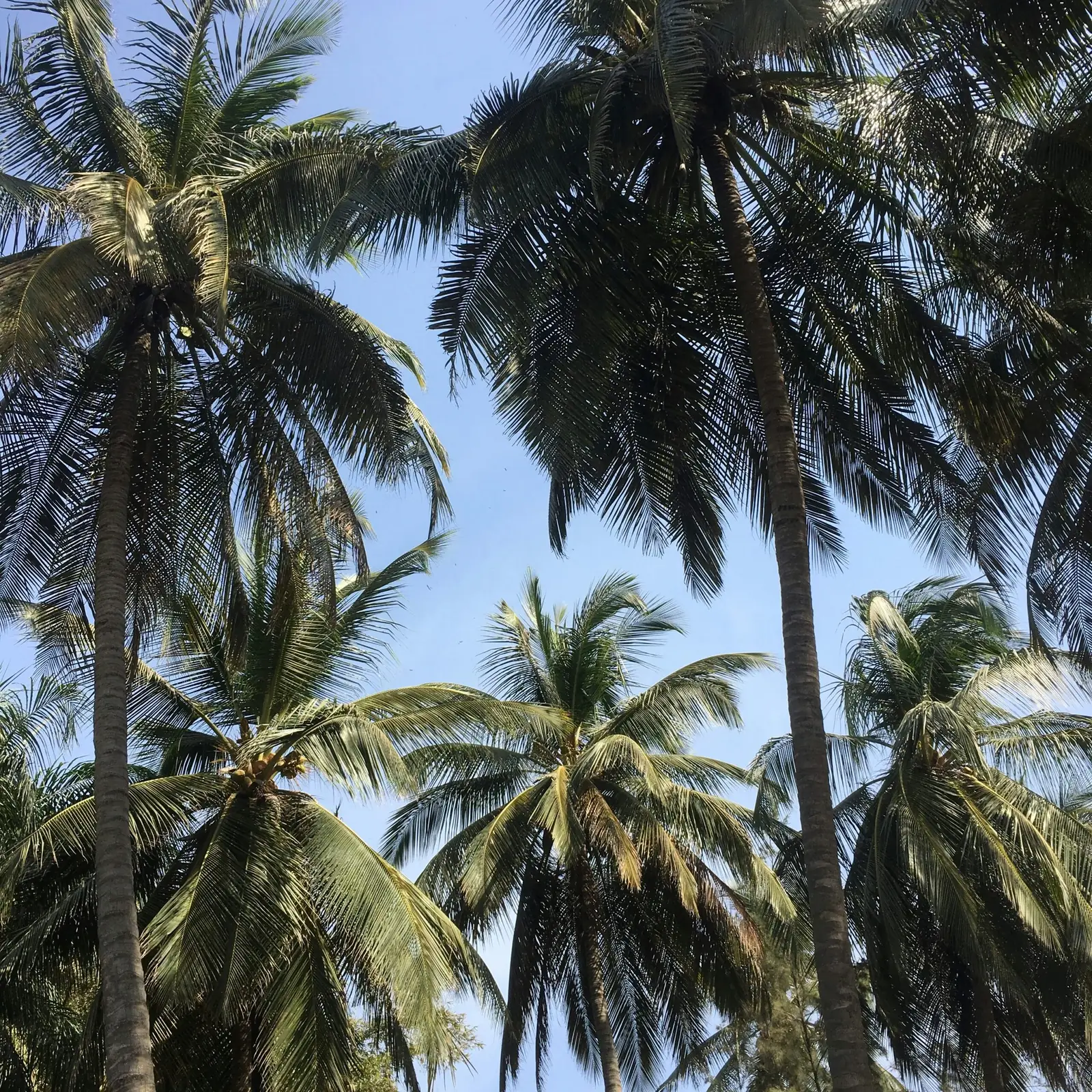 Pirogue sur le fleuve Casamance — Palm Three Genève