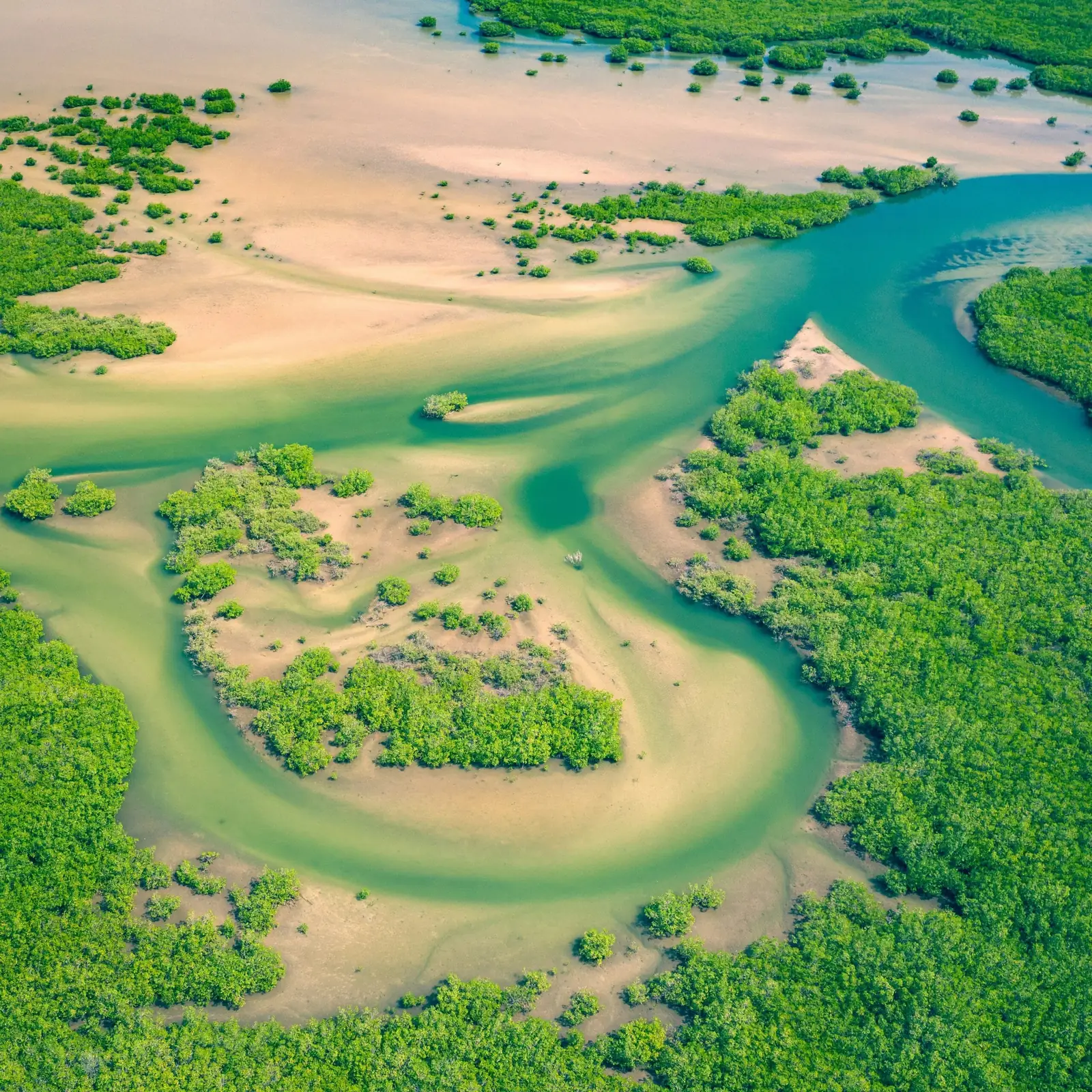 Delta du Sine Saloum — mangrove